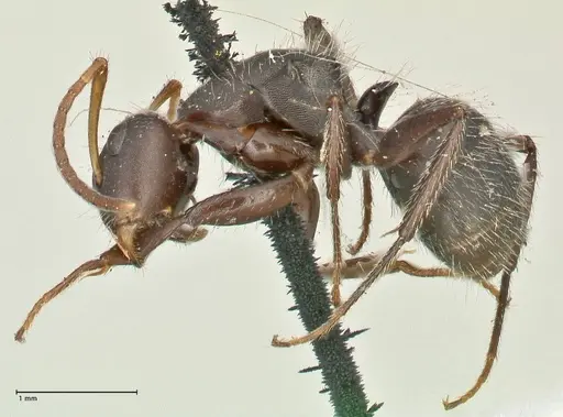 Camponotus trapezoideus specimen FOCOL2454 image focol2454_3