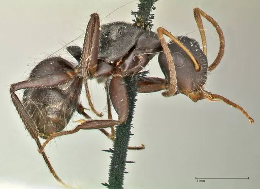 Camponotus trapezoideus specimen FOCOL2454 image focol2454_4