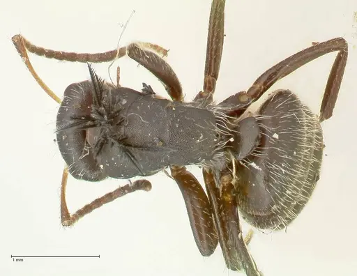 Camponotus trapezoideus specimen FOCOL2455 image focol2455_1