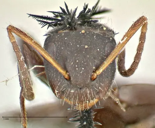 Camponotus trapezoideus specimen FOCOL2455 image focol2455_2