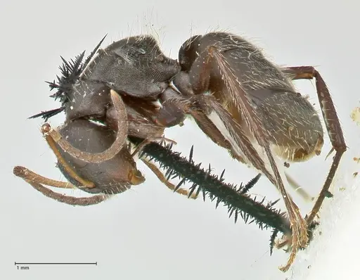 Camponotus trapezoideus specimen FOCOL2455 image focol2455_3