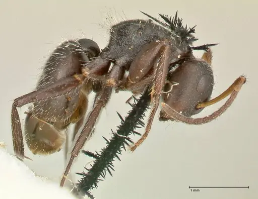 Camponotus trapezoideus specimen FOCOL2455 image focol2455_4