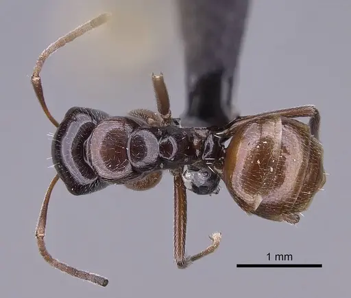 Camponotus tratra specimen CASENT0153055 image casent0153055_1