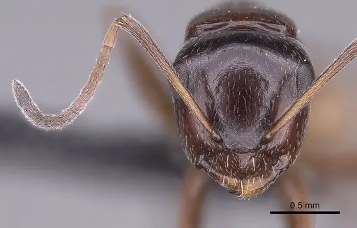 Camponotus tratra specimen CASENT0153055 image casent0153055_2
