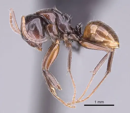 Camponotus tratra specimen CASENT0153055 image casent0153055_3