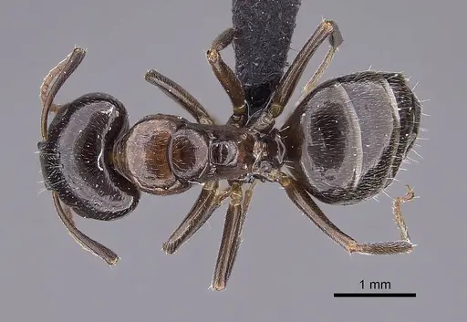 Camponotus tratra specimen CASENT0763612 image casent0763612_1