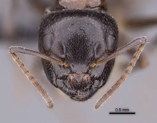 Camponotus tratra specimen CASENT0763612 image casent0763612_2
