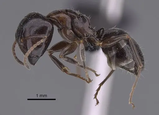 Camponotus tratra specimen CASENT0763612 image casent0763612_3