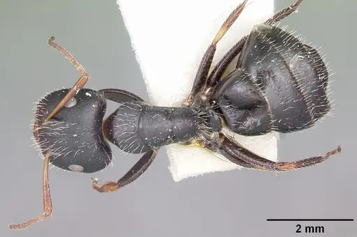 Camponotus trepidulus specimen CASENT0104682 image casent0104682_1