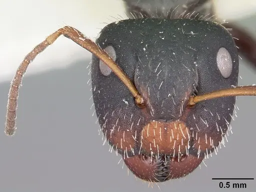 Camponotus trepidulus specimen CASENT0104682 image casent0104682_2