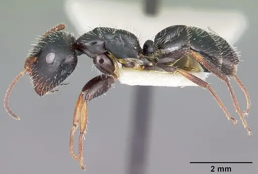 Camponotus trepidulus specimen CASENT0104682 image casent0104682_3