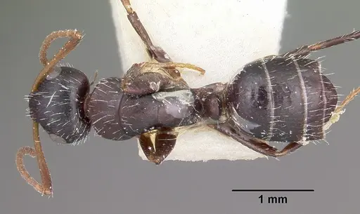 Camponotus trepidulus specimen CASENT0104696 image casent0104696_1