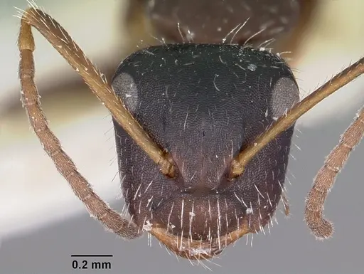 Camponotus trepidulus specimen CASENT0104696 image casent0104696_2