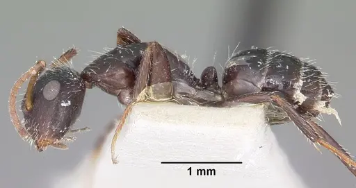 Camponotus trepidulus specimen CASENT0104696 image casent0104696_3