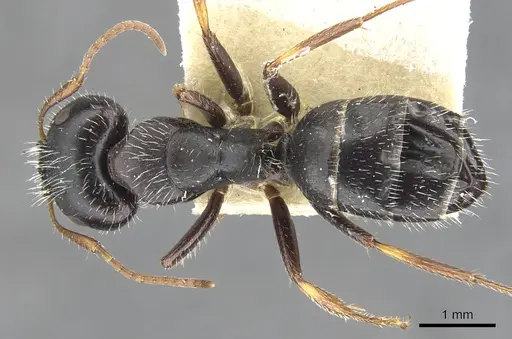 Camponotus trepidulus specimen CASENT0903604 image casent0903604_1