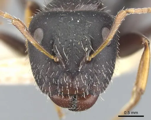 Camponotus trepidulus specimen CASENT0903604 image casent0903604_2