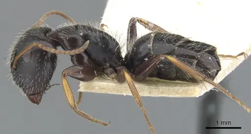Camponotus trepidulus specimen CASENT0903604 image casent0903604_3