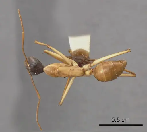 Camponotus tricoloratus specimen ANTWEB1008151 image antweb1008151_1