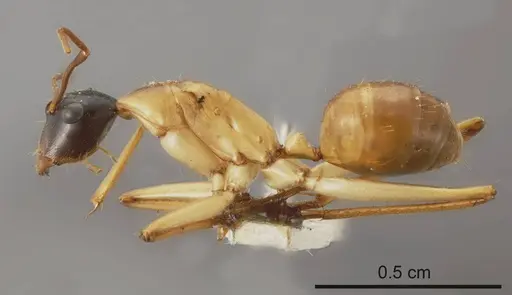 Camponotus tricoloratus specimen ANTWEB1008151 image antweb1008151_2
