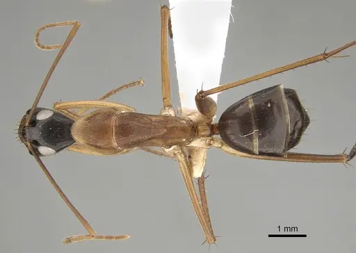 Camponotus tricoloratus specimen CASENT0887661 image casent0887661_1