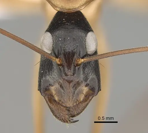 Camponotus tricoloratus specimen CASENT0887661 image casent0887661_2