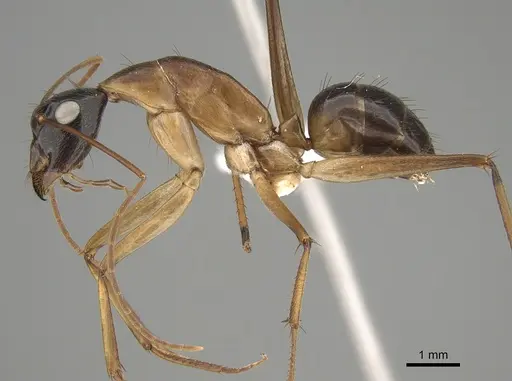 Camponotus tricoloratus specimen CASENT0887661 image casent0887661_3