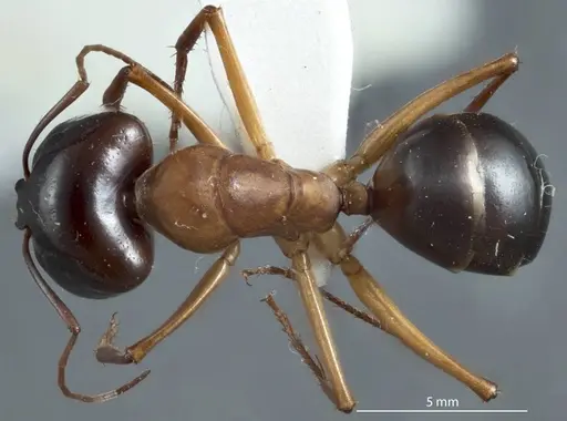 Camponotus tricoloratus specimen JDM32-001409 image jdm32-001409_1
