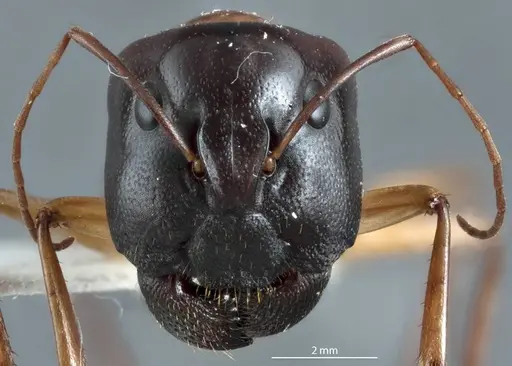 Camponotus tricoloratus specimen JDM32-001409 image jdm32-001409_2