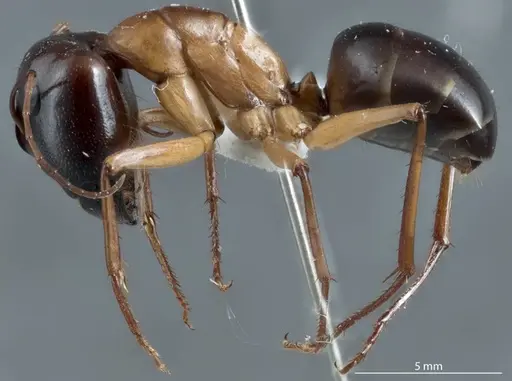 Camponotus tricoloratus specimen JDM32-001409 image jdm32-001409_3