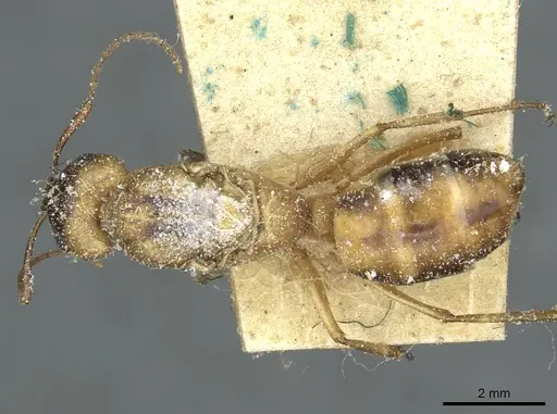 Camponotus trifasciatus specimen CASENT0911713 image casent0911713_1