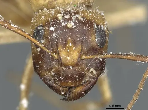Camponotus trifasciatus specimen CASENT0911713 image casent0911713_2