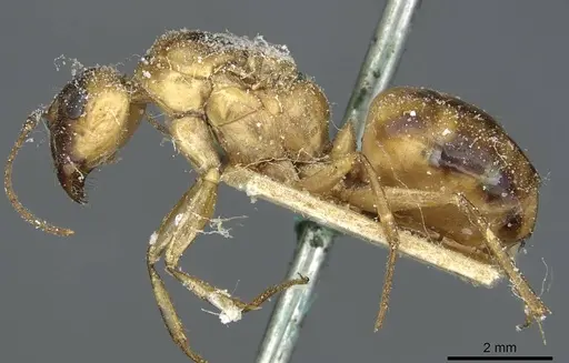 Camponotus trifasciatus specimen CASENT0911713 image casent0911713_3
