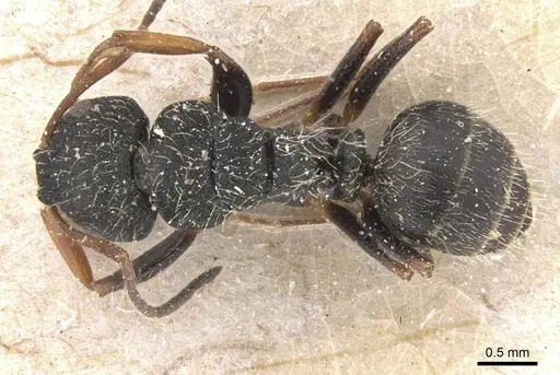 Camponotus tripartitus specimen CASENT0911744 image casent0911744_1