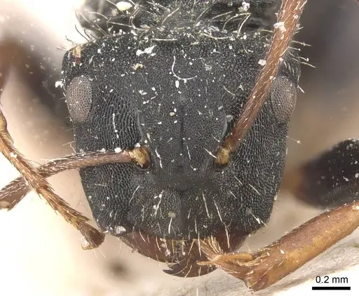 Camponotus tripartitus specimen CASENT0911744 image casent0911744_2