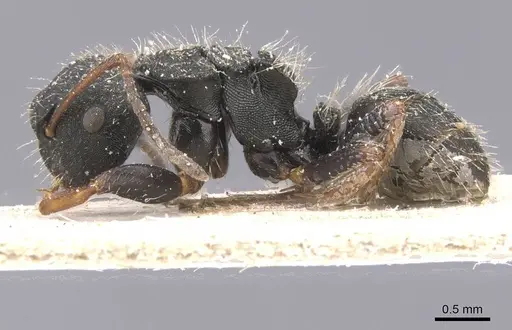 Camponotus tripartitus specimen CASENT0911744 image casent0911744_3