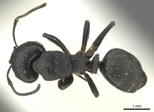 Camponotus tripartitus specimen CASENT0915809 image casent0915809_1