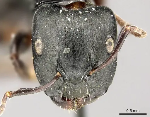Camponotus tripartitus specimen CASENT0915809 image casent0915809_2