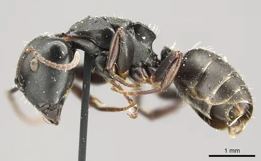 Camponotus tripartitus specimen CASENT0915809 image casent0915809_3
