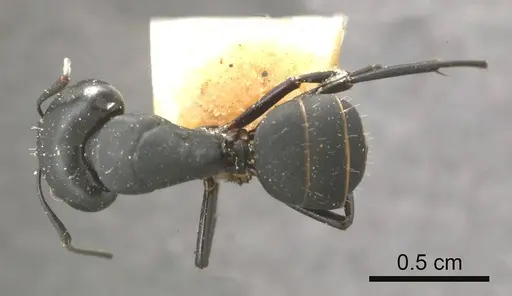 Camponotus tristis specimen ANTWEB1008152 image antweb1008152_1