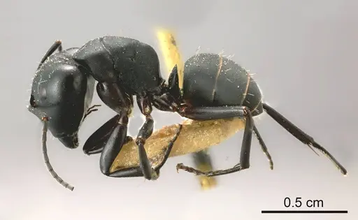 Camponotus tristis specimen ANTWEB1008152 image antweb1008152_2