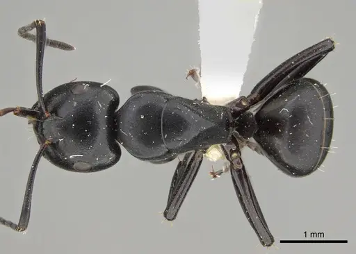 Camponotus tristis specimen CASENT0887722 image casent0887722_1