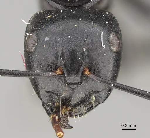 Camponotus tristis specimen CASENT0887722 image casent0887722_2