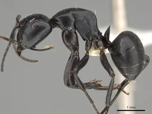 Camponotus tristis specimen CASENT0887722 image casent0887722_3