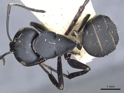 Camponotus tristis specimen CASENT0903539 image casent0903539_1
