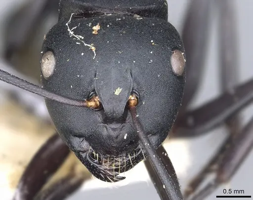 Camponotus tristis specimen CASENT0903539 image casent0903539_2