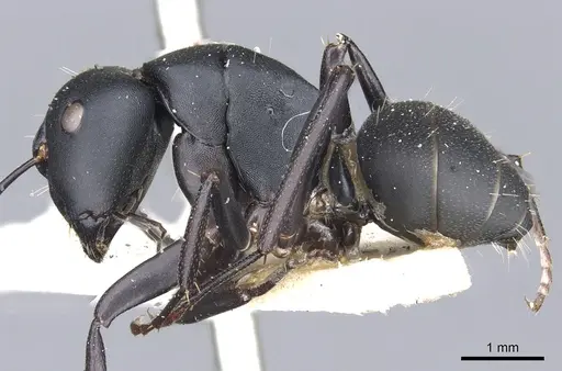 Camponotus tristis specimen CASENT0903539 image casent0903539_3