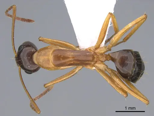 Camponotus troodosensis specimen CASENT0923722 image casent0923722_1