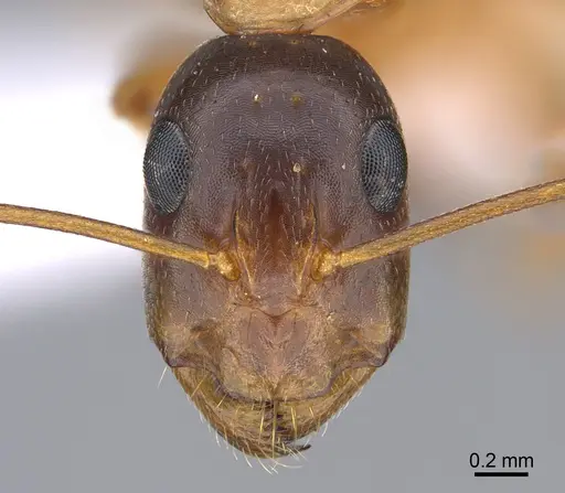 Camponotus troodosensis specimen CASENT0923722 image casent0923722_2