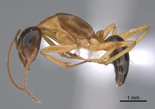 Camponotus troodosensis specimen CASENT0923722 image casent0923722_3