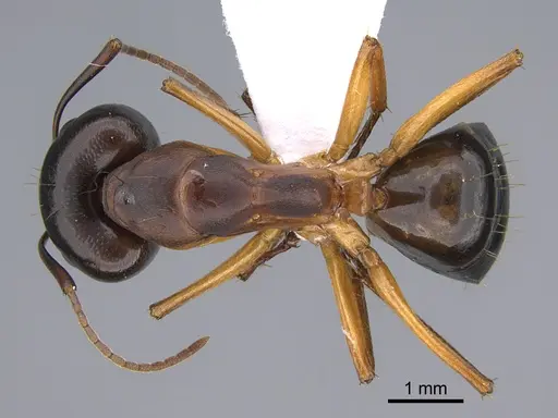 Camponotus troodosensis specimen CASENT0923723 image casent0923723_1